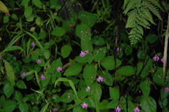 Impatiens viscosa